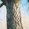 Common Hackberry #5 - Image 3